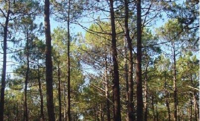 Seekiefer bei Landes, Frankreich