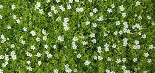 Sternmoos, Pfriemenartiges Mastkraut (Sagina subulata)