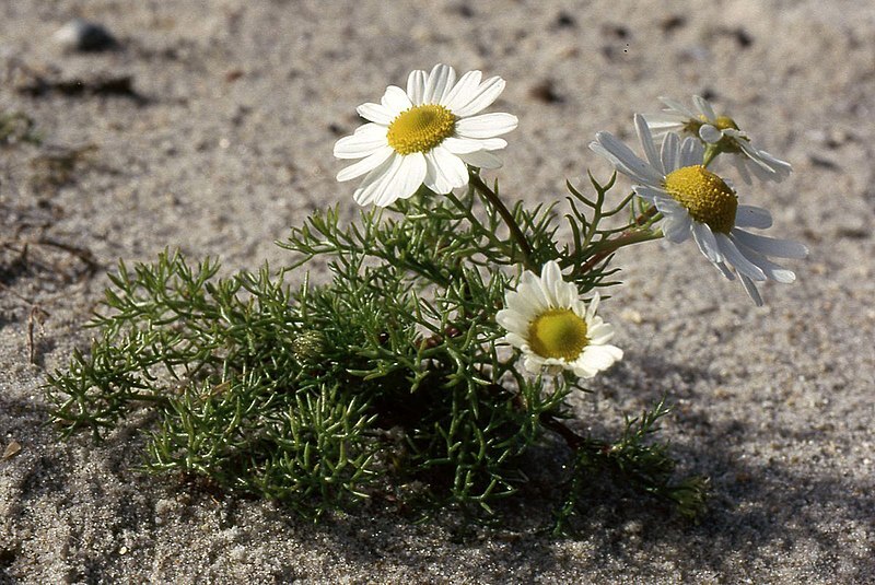 Pflanzen für Sandbeet: ein- und zweijährig