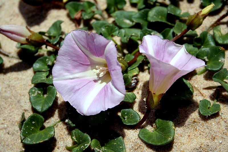 Pflanzen für Sandbeet: Zwiebelpflanzen und Stauden