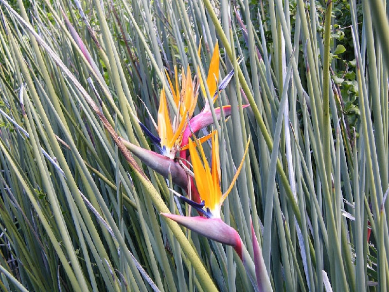 Strelitzie – Paradiesvogelblume Exoten