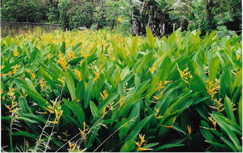 Strelitzie – Paradiesvogelblume Exoten
