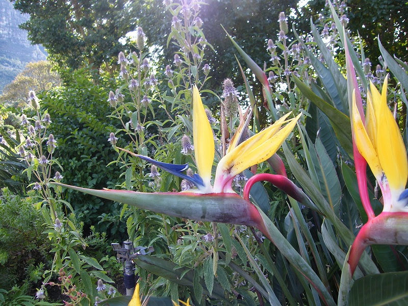 Strelitzie – Paradiesvogelblume Exoten