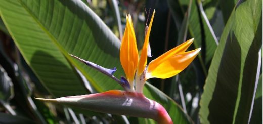 Strelitzia reginae, Blüte