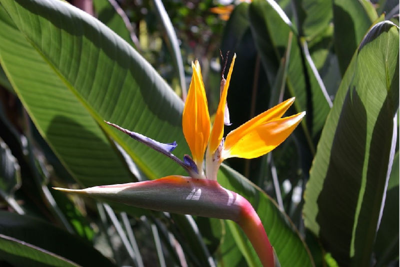 Strelitzie – Paradiesvogelblume Exoten