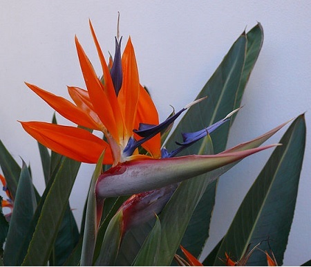Strelitzie – Paradiesvogelblume Exoten
