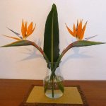 Strelitzie – Paradiesvogelblume Exoten 