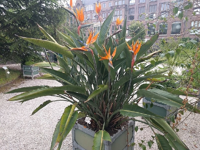 Strelitzie – Paradiesvogelblume Exoten