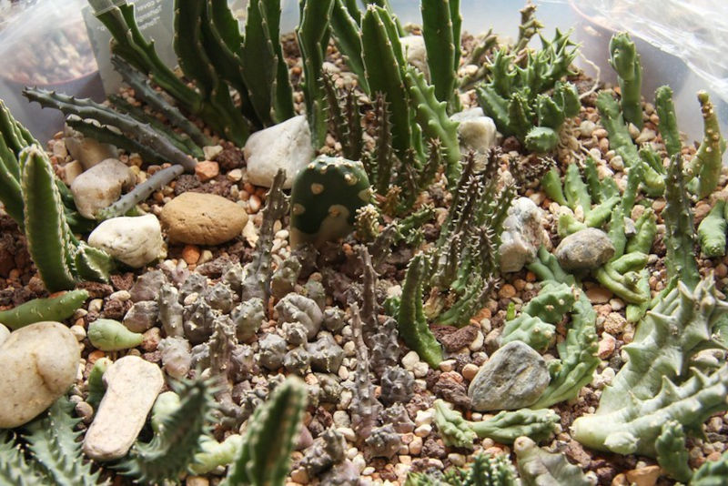 Terrasse bepflanzen: Einige Terrassenpflanzen vorgestellt