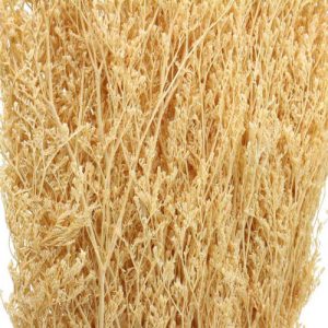 Strandflieder Exoten 