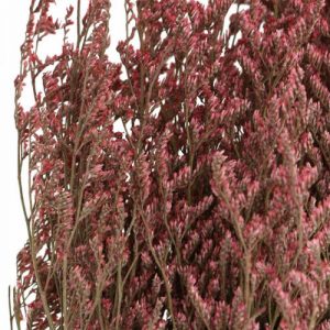 Strandflieder Exoten 