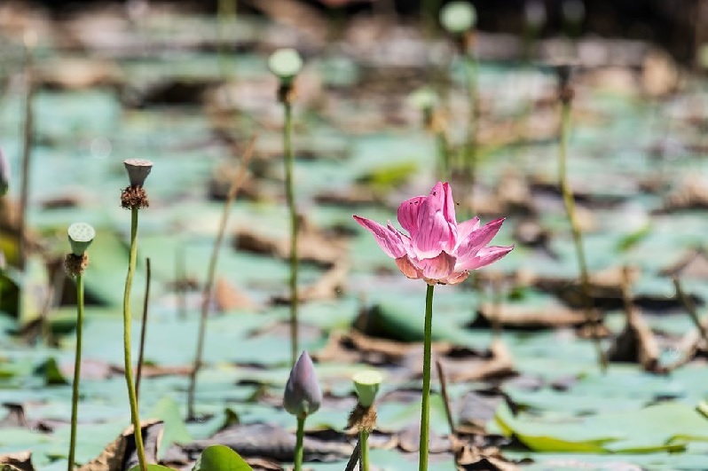 Lotusblume – Nelumbo Exoten