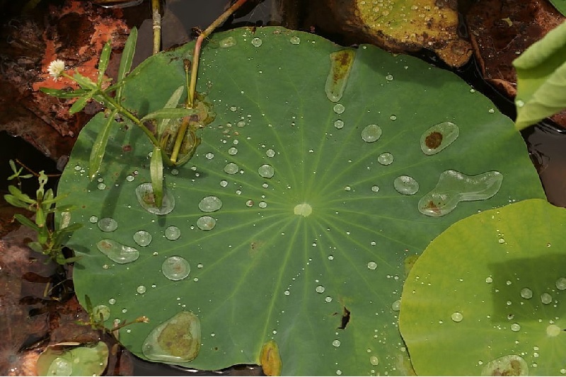 Lotusblume – Nelumbo Exoten
