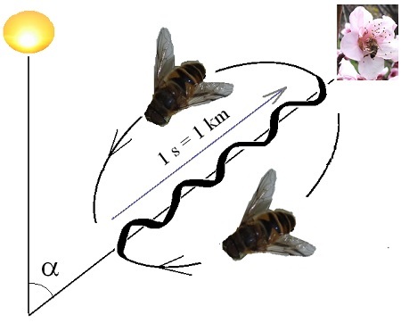 Bienenfreundliche Balkonpflanzen