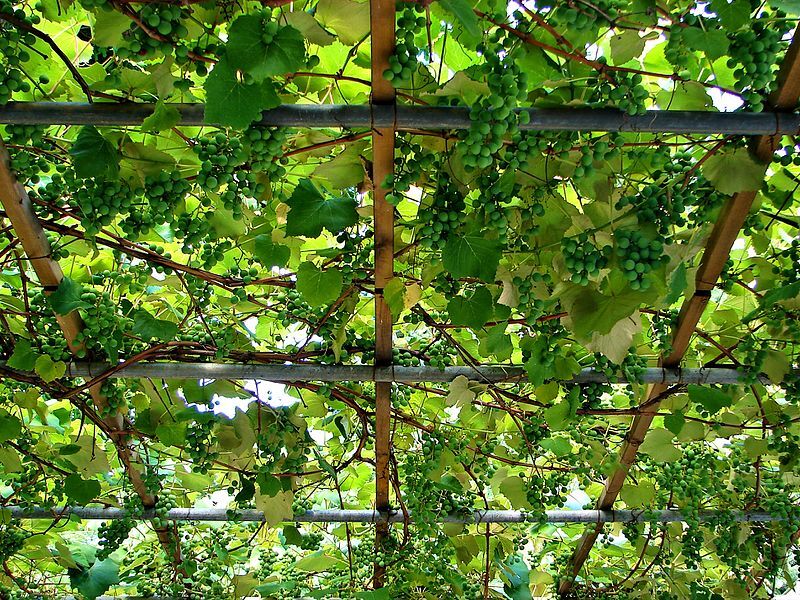 Terrasse bepflanzen: Einige Terrassenpflanzen vorgestellt
