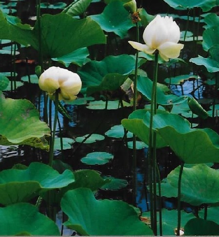 Lotusblume – Nelumbo Exoten