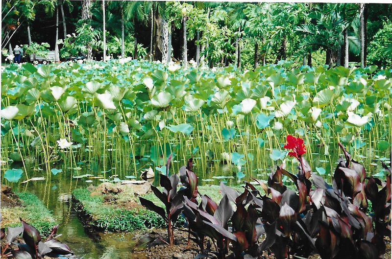 Lotusblume – Nelumbo Exoten