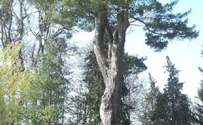 Weymouth-Kiefer Bergpark Wilhelmshöhe