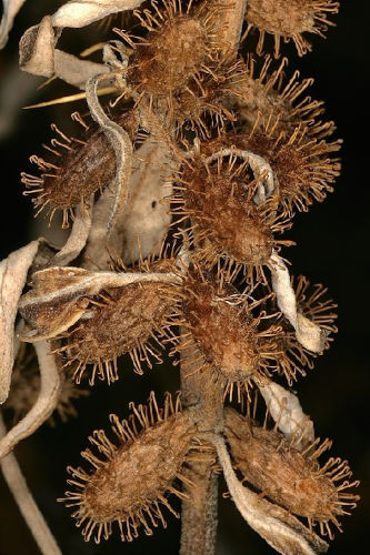 Spitzklette – Xanthium Allgemein