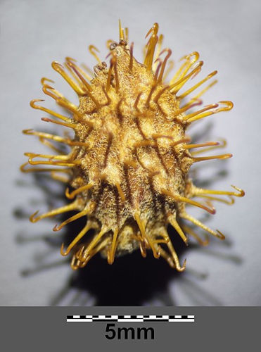 Spitzklette – Xanthium Allgemein