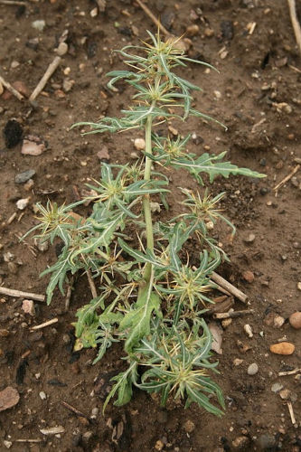 Spitzklette – Xanthium Allgemein