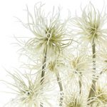 Spitzklette – Xanthium Allgemein 