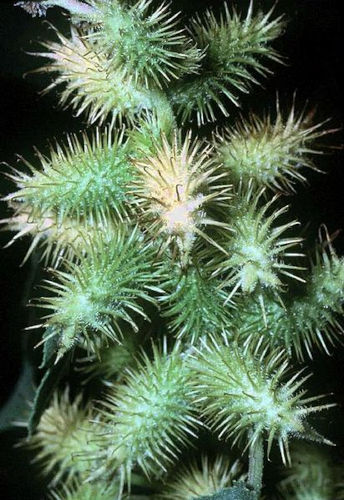Spitzklette – Xanthium Allgemein