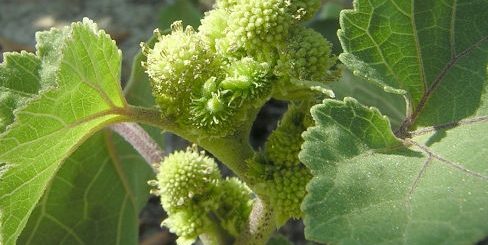 Oberer Stängelabschnitt der Gewöhnlichen Spitzklette: oben die männlichen Blütenkörbchen, etwas weiter darunter die weiblichen