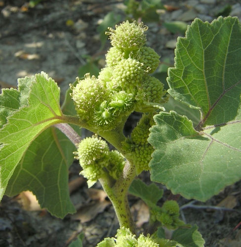 Spitzklette – Xanthium Allgemein