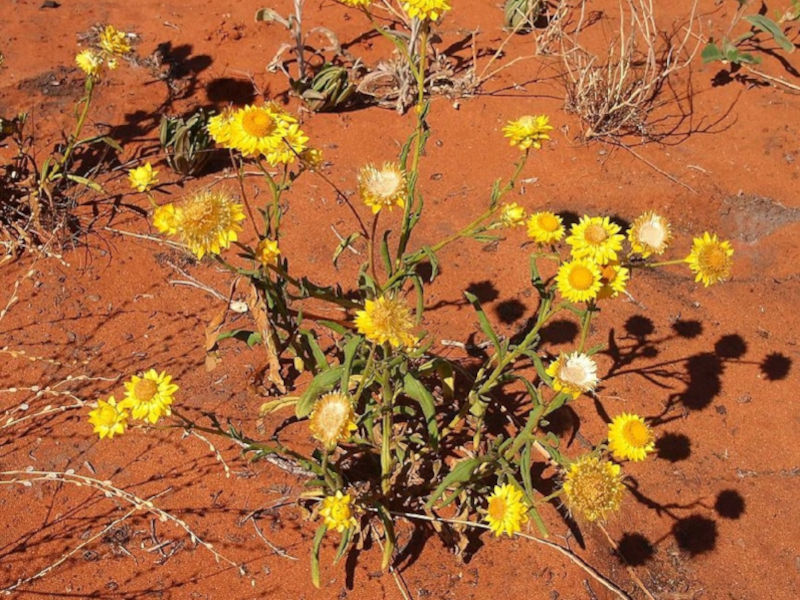 Garten-Strohblume – Xerochrysum bracteatum Gartenstauden