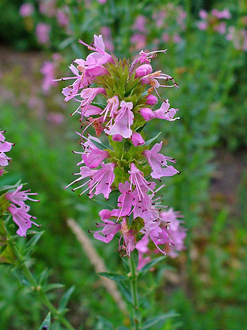 Kräutergarten auf dem Balkon
