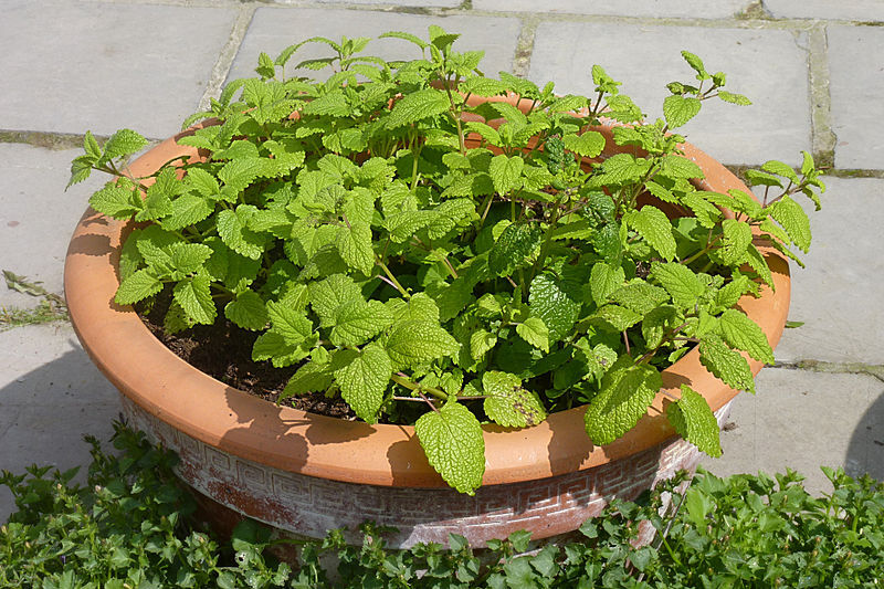 Kräutergarten auf dem Balkon