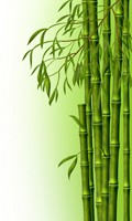 bambù B per botanica 