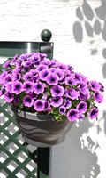 fiori balcone F come feltro 