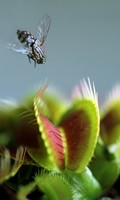 carnivoro C per Campanula 