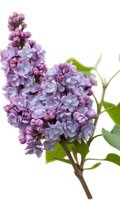Lilla azzurro Simbolismo del colore BLU 