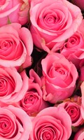 Rosa rosa Simbolismo del colore ROSA 