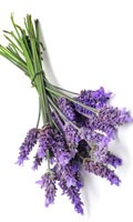lavanda Simbolismo del colore BLU 