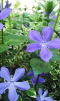 fiori alpini F come feltro 
