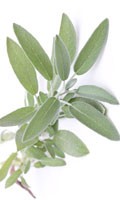 salvia Simbolismo del colore VERDE 