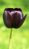 Tulipano nero Simbolismo del colore NERO 
