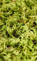 Waldmoos W per Weymouthzapfen 