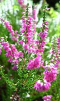 erica Simbolismo del colore ROSSO 