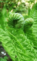 botanica B per botanica 