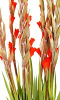 Gladiolo rosso Simbolismo del colore ROSSO 