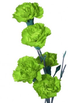 Garofani verdi Simbolismo del colore VERDE 