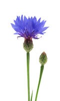 fiordaliso Simbolismo del colore BLU 