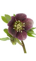 rosa nera di natale Simbolismo del colore NERO 