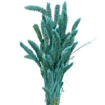 Kategorie Trockenblumen