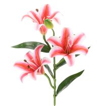 Kategorie Exotische Blumen